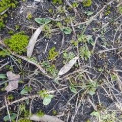 Chiloglottis sp. at Cotter River, ACT - suppressed