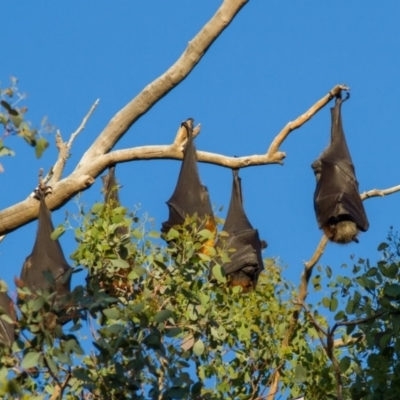 Pteropus poliocephalus (Grey-headed Flying-fox) at Parkes, ACT - 1 Nov 2020 by Helberth