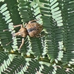 Perperus sp. (Unidentified Perperus weevil) at Forde, ACT - 6 Nov 2020 by galah681