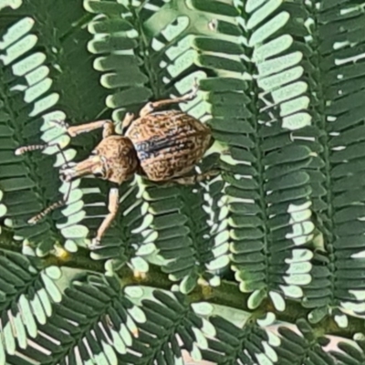 Perperus sp. (Unidentified Perperus weevil) at Forde, ACT - 6 Nov 2020 by galah681