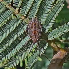 Pentatomidae (family) (Shield or Stink bug) at Forde, ACT - 6 Nov 2020 by galah681
