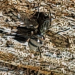 Unverified Insect at Goorooyarroo NR (ACT) - 7 Nov 2020 by galah681