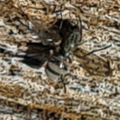 Unverified Insect at Goorooyarroo NR (ACT) - 7 Nov 2020 by galah681