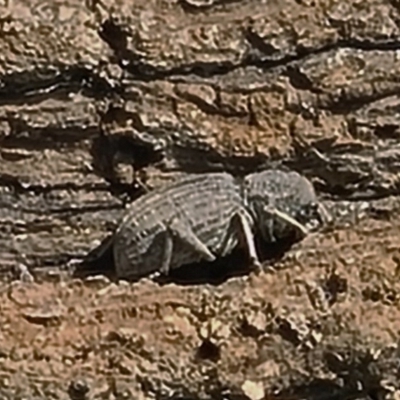 Cubicorhynchus sp. (genus) (Ground weevil) at Forde, ACT - 6 Nov 2020 by galah681