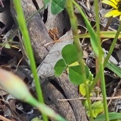 Goniaea australasiae (Gumleaf grasshopper) at Forde, ACT - 7 Nov 2020 by galah681