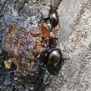 Chalcopteroides spectabilis at Forde, ACT - 7 Nov 2020