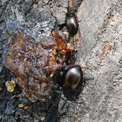 Chalcopteroides spectabilis (Rainbow darkling beetle) at Forde, ACT - 7 Nov 2020 by galah681