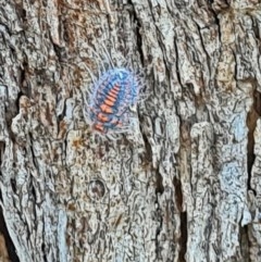 Monophlebulus sp. (genus) (Giant Snowball Mealybug) at Forde, ACT - 7 Nov 2020 by galah681