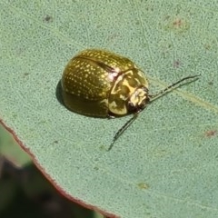 Paropsisterna cloelia (Eucalyptus variegated beetle) at Forde, ACT - 7 Nov 2020 by galah681