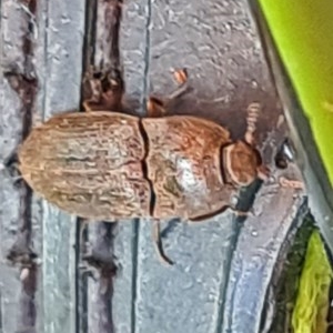 Agrypnus sp. (genus) at Forde, ACT - 7 Nov 2020 12:50 PM