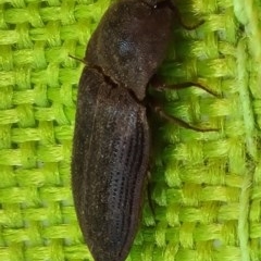 Agrypnus sp. (genus) at Forde, ACT - 7 Nov 2020 12:50 PM