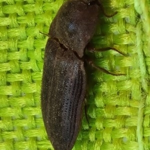 Agrypnus sp. (genus) at Forde, ACT - 7 Nov 2020 12:50 PM