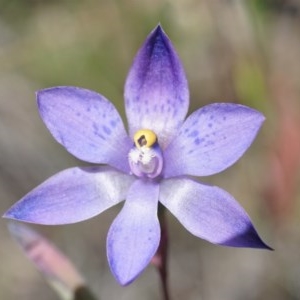 Thelymitra x truncata at suppressed - 11 Nov 2020