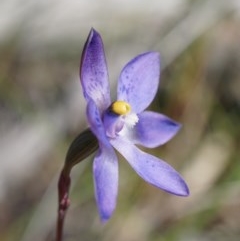 Thelymitra x truncata at suppressed - 11 Nov 2020