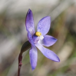 Thelymitra x truncata at Acton, ACT - 11 Nov 2020