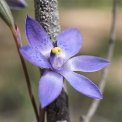 Thelymitra x truncata at suppressed - 11 Nov 2020