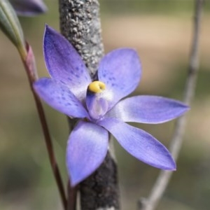 Thelymitra x truncata at Acton, ACT - 11 Nov 2020