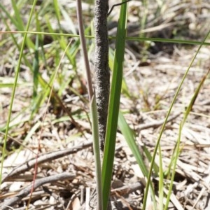 Thelymitra x truncata at Acton, ACT - 11 Nov 2020