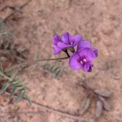 Swainsona sericea (Silky Swainson-Pea) at Federal Golf Course - 11 Nov 2020 by JackyF