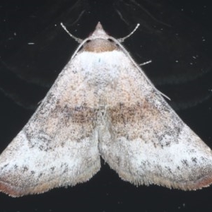 Mataeomera mesotaenia at Ainslie, ACT - 11 Nov 2020