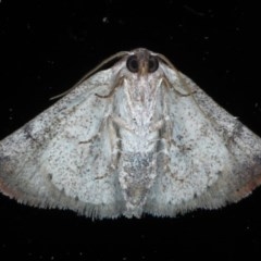 Mataeomera mesotaenia at Ainslie, ACT - 11 Nov 2020