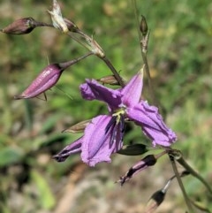 Arthropodium fimbriatum (Nodding Chocolate Lily) at Hughes, ACT - 10 Nov 2020 by JackyF