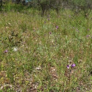 Arthropodium fimbriatum at Hughes, ACT - 10 Nov 2020 11:35 AM