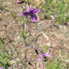 Arthropodium fimbriatum at Hughes, ACT - 10 Nov 2020 11:35 AM