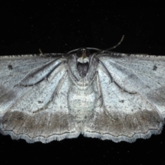 Euphronarcha luxaria at Ainslie, ACT - 10 Nov 2020 10:30 PM