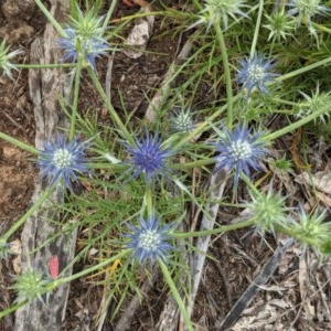 Eryngium ovinum at Hughes, ACT - 12 Nov 2020 12:13 PM