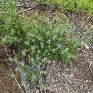 Eryngium ovinum at Hughes, ACT - 12 Nov 2020 12:13 PM