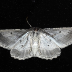 Euphronarcha luxaria at Ainslie, ACT - 11 Nov 2020