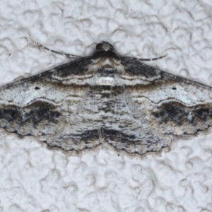 Syneora euboliaria at Ainslie, ACT - 11 Nov 2020