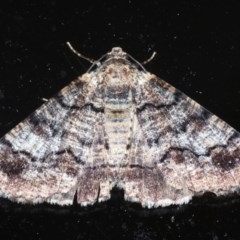 Cryphaea xylina (Woodland Geometrid) at Ainslie, ACT - 11 Nov 2020 by jbromilow50