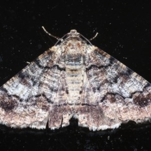 Cryphaea xylina at Ainslie, ACT - 11 Nov 2020