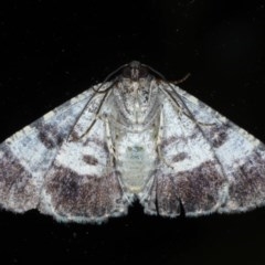 Cryphaea xylina at Ainslie, ACT - 11 Nov 2020