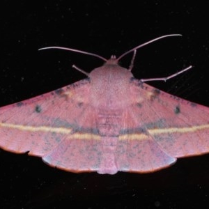 Oenochroma vinaria at Ainslie, ACT - 11 Nov 2020