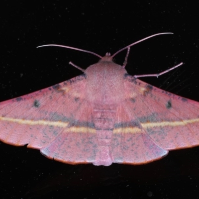 Oenochroma vinaria (Pink-bellied Moth, Hakea Wine Moth) at Ainslie, ACT - 11 Nov 2020 by jb2602