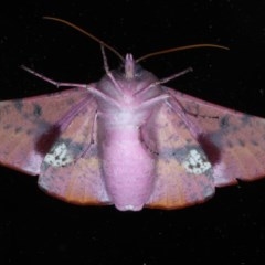 Oenochroma vinaria at Ainslie, ACT - 11 Nov 2020