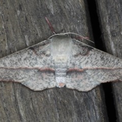 Antictenia punctunculus at Ainslie, ACT - 11 Nov 2020