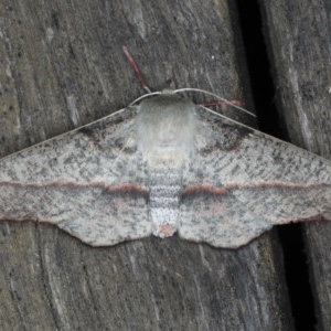 Antictenia punctunculus at Ainslie, ACT - 11 Nov 2020