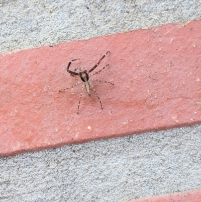 Helpis minitabunda (Threatening jumping spider) at Hughes, ACT - 9 Nov 2020 by JackyF