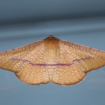 Aglaopus pyrrhata (Leaf Moth) at Ainslie, ACT - 10 Nov 2020 by jb2602