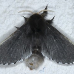 Symphyta nyctopis (A Bombycoid Moth (Lasiocampinae)) at Ainslie, ACT - 11 Nov 2020 by jb2602