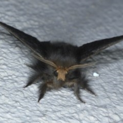 Symphyta nyctopis at Ainslie, ACT - 11 Nov 2020