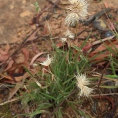 Rytidosperma sp. at Hughes, ACT - 12 Nov 2020