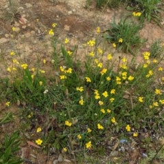 Goodenia pinnatifida (Scrambled Eggs) at Deakin, ACT - 12 Nov 2020 by JackyF