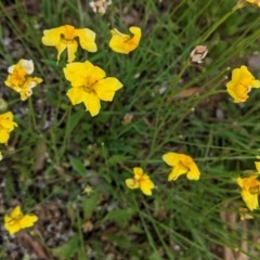 Goodenia pinnatifida at Deakin, ACT - 12 Nov 2020 01:22 PM