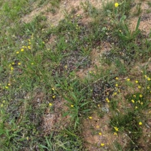 Goodenia pinnatifida at Deakin, ACT - 12 Nov 2020