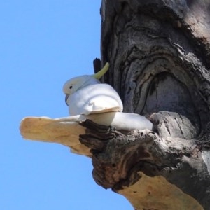 Cacatua galerita at Hughes, ACT - 10 Nov 2020 10:54 AM